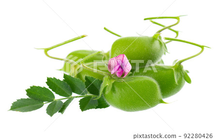 Green chickpeas in the pod with green leaves and flowers, isolated on white background. Cicer arietinum. Clipping path. 92280426