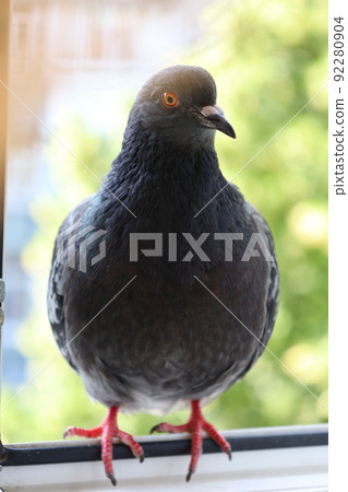 Dove closeup portrait, bird on the window Dove closeup portrait, bird on the window 92280904