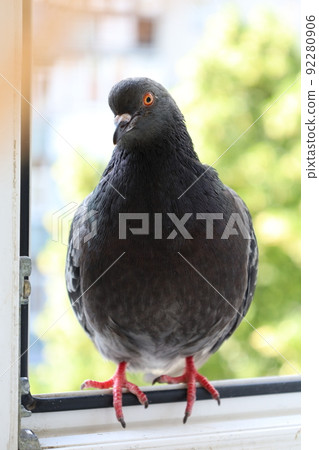 Dove closeup portrait, bird on the window Dove closeup portrait, bird on the window 92280906