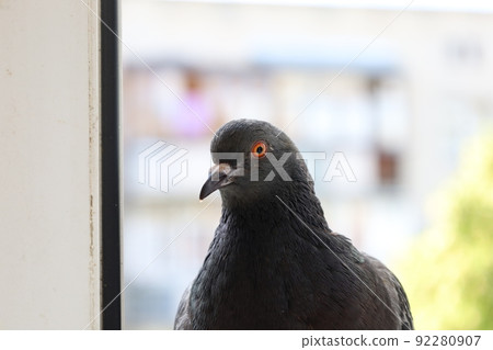 Dove closeup portrait, bird on the window Dove closeup portrait, bird on the window 92280907