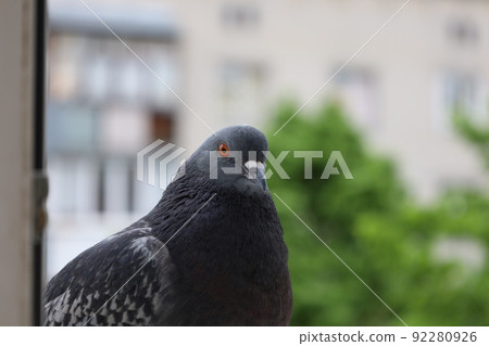 Dove closeup portrait, bird on the window Dove closeup portrait, bird on the window 92280926