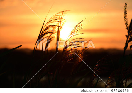 Susuki who burns in the sunset Susuki who burns in the sunset 92280986