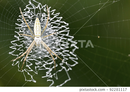 黃蜂蜘蛛（幼蟲） 92281117