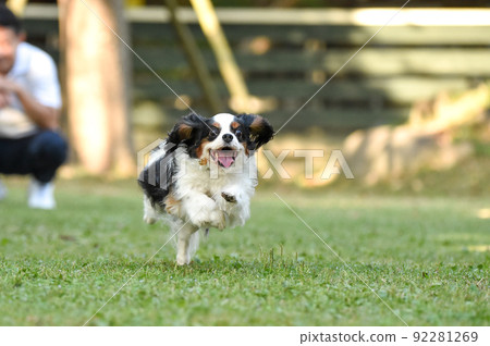 Cavalier playing in a dog run 92281269