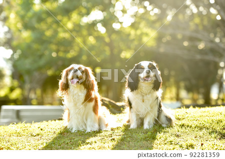 Cavalier in nature Cavalier in nature 92281359