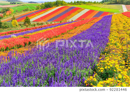 北海道美瑛的廣闊自然“四季彩之丘” 北海道美瑛的廣闊自然“四季彩之丘” 92281446