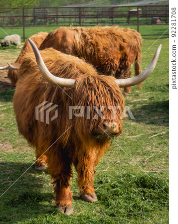 Highland Scottish breed of rustic cattle. Furry cows eat fresh grass in paddock. Highland Scottish breed of rustic cattle. Furry cows eat fresh grass in paddock. 92281708