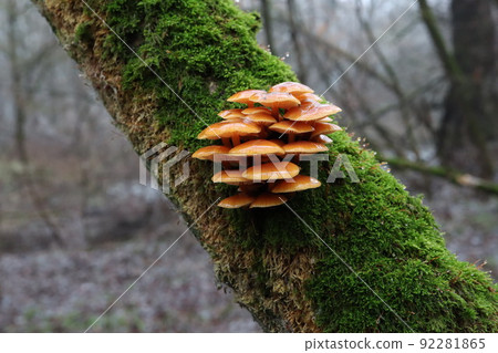 Enoki in the winter forest Enoki in the winter forest 92281865