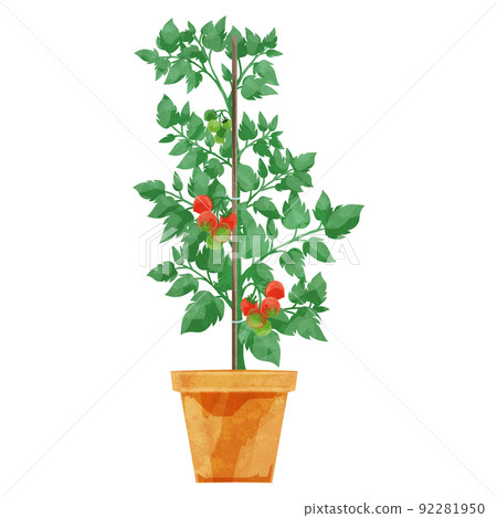 盆栽西紅柿的手寫水彩風格插圖 92281950