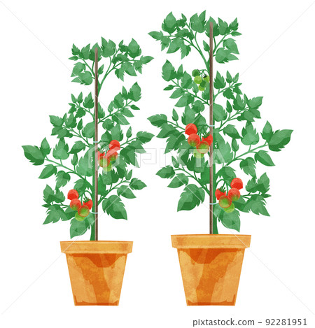 Handwritten watercolor style illustration of potted tomatoes Handwritten watercolor style illustration of potted tomatoes 92281951