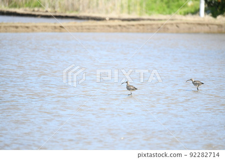 Whimbrel 92282714