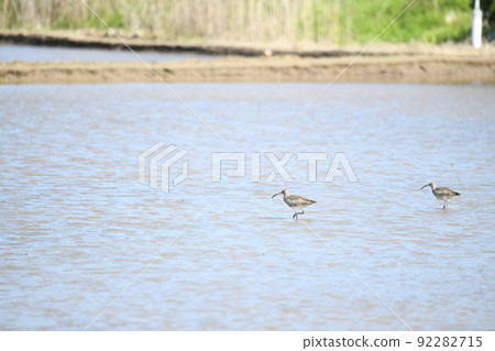 Whimbrel Whimbrel 92282715