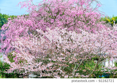 西原村的櫻花“美麗的竹簾和櫻花盛開了”阿蘇區西原村 92282721