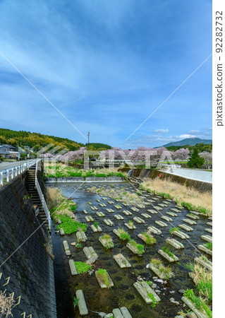 西原村的櫻花“美麗的櫻花樹盛開了”阿蘇區西原村 西原村的櫻花“美麗的櫻花樹盛開了”阿蘇區西原村 92282732