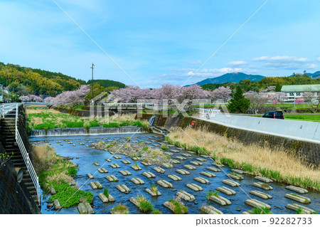西原村的櫻花“美麗的櫻花樹盛開了”阿蘇區西原村 西原村的櫻花“美麗的櫻花樹盛開了”阿蘇區西原村 92282733
