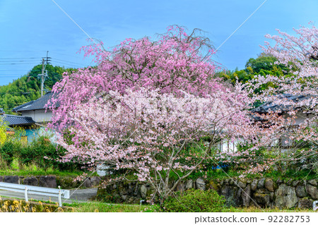 西原村的櫻花“美麗的竹簾和櫻花盛開了”阿蘇區西原村 西原村的櫻花“美麗的竹簾和櫻花盛開了”阿蘇區西原村 92282753