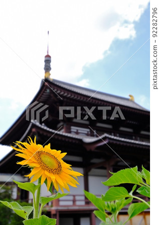 Sunflower blooming Zoujoji Temple, Shibakoen, Minato-ku, Tokyo Sunflower blooming Zoujoji Temple, Shibakoen, Minato-ku, Tokyo 92282796