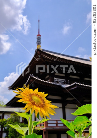 Sunflower blooming Zoujoji Temple, Shibakoen, Minato-ku, Tokyo 92282801