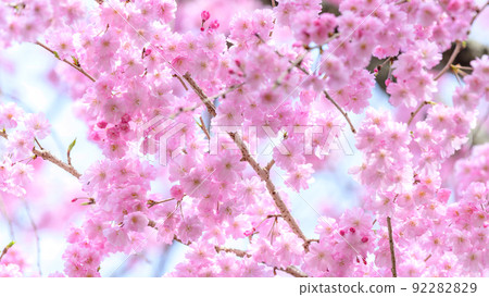 西原村櫻花特寫“美麗的竹簾櫻花盛開了”阿蘇區西原村 西原村櫻花特寫“美麗的竹簾櫻花盛開了”阿蘇區西原村 92282829