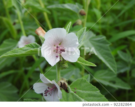 Marsh Mallow(日文名:Velvet Aoi) Marsh Mallow(日文名:Velvet Aoi) 92282864