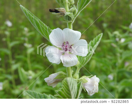 Marsh Mallow (Japanese name: Velvet Aoi) Marsh Mallow (Japanese name: Velvet Aoi) 92282865
