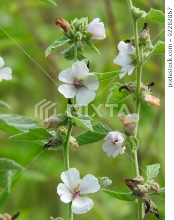Marsh Mallow (Japanese name: Velvet Aoi) 92282867