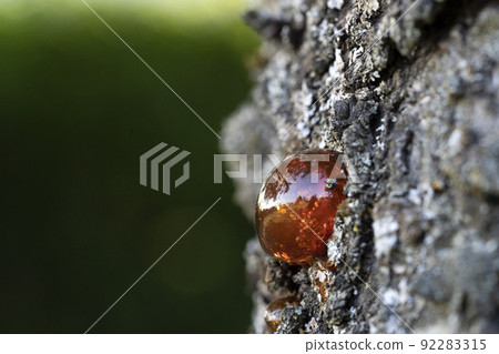 natural tree amber resin macro close up natural tree amber resin macro close up 92283315