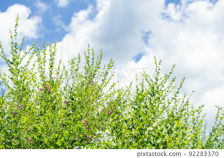 Summer sky and flowering Hagi Summer sky and flowering Hagi 92283370
