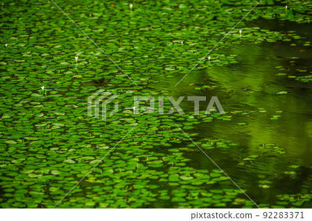 開花的菱形漂浮的池塘 92283371