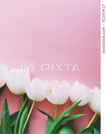 White tulips on pink backdrop, beautiful flowers as flatlay background, spring concept 92283417