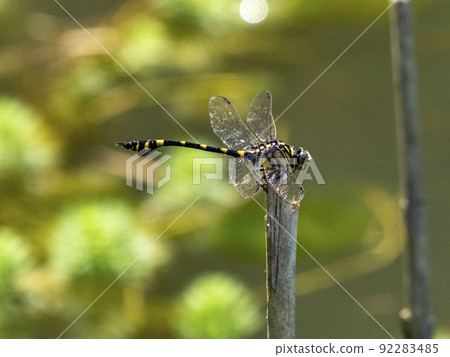Taiwan Uchiwayanma perched on the dead grass of the pond Taiwan Uchiwayanma perched on the dead grass of the pond 92283485