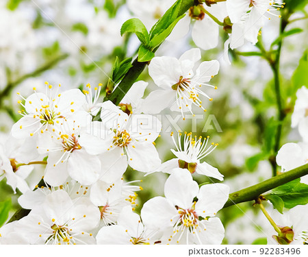 Blooming tree in spring garden, flower blossom on branch, beauty in nature and agriculture concept Blooming tree in spring garden, flower blossom on branch, beauty in nature and agriculture concept 92283496