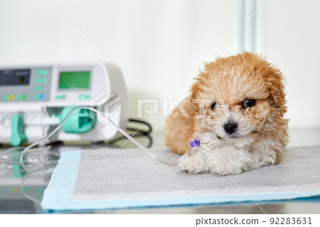 An illness maltipoo puppy lies on a table in a veterinary clinic with a catheter in its paw, through which medicine is delivered using Infusion pump. Close-up, selective focus An illness maltipoo puppy lies on a table in a veterinary clinic with a catheter in its paw, through which medicine is delivered using Infusion pump. Close-up, selective focus 92283631