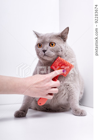 The girl combs the hair of a british shorthair cat The girl combs the hair of a british shorthair cat 92283674