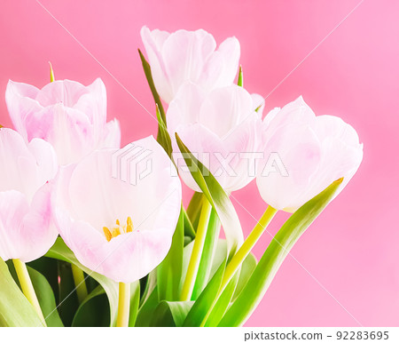 Bouquet of white tulips on pink background, beautiful flowers and floral gift concept Bouquet of white tulips on pink background, beautiful flowers and floral gift concept 92283695