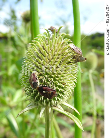 "Dolycoris bacillus" that came to the teasel after the flower 92284207
