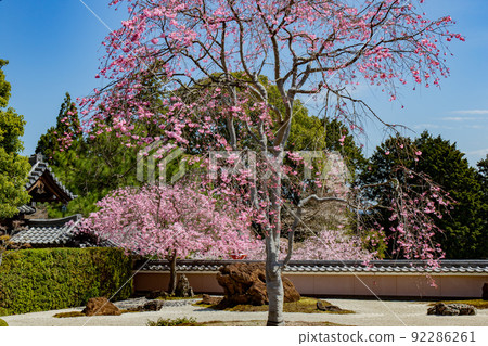 在京都西京區大原野精法寺拍攝櫻花 在京都西京區大原野精法寺拍攝櫻花 92286261