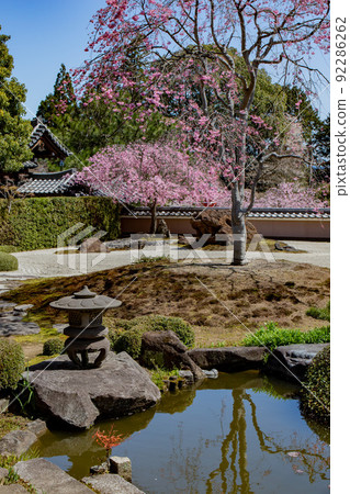 在京都西京區大原野精法寺拍攝櫻花 在京都西京區大原野精法寺拍攝櫻花 92286262