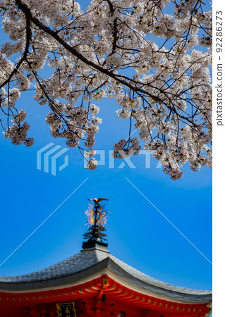 在京都西京區大原野精法寺拍攝櫻花 92286273