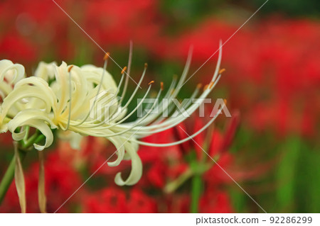 盛開的薩特權門堂 92286299