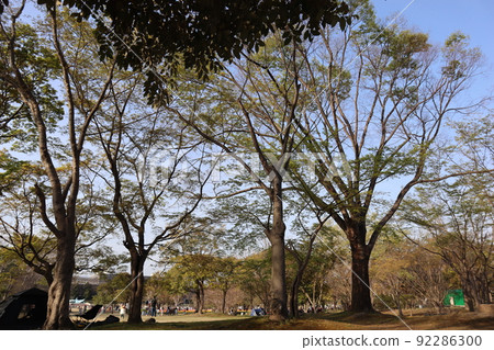 有很多樹的公園 有很多樹的公園 92286300