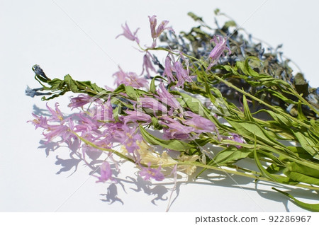 Pastel dried flowers 92286967