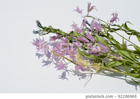 粉彩乾花 粉彩乾花 92286968