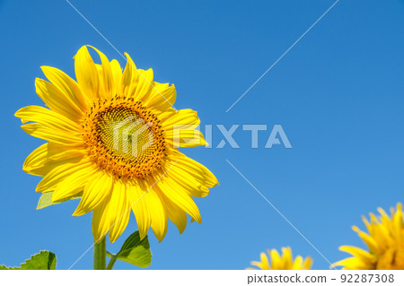 Closeup of the beautiful sunflower is blooming under the clear blue sky. Closeup of the beautiful sunflower is blooming under the clear blue sky. 92287308