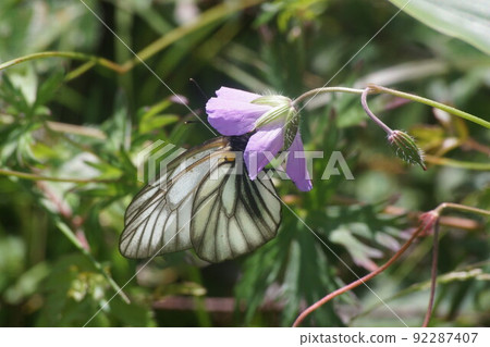 Miyama white sweet potato sucking nectar from Hakusanfuro Miyama white sweet potato sucking nectar from Hakusanfuro 92287407