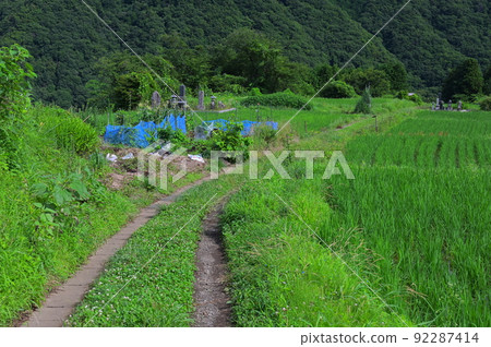 稻田旁的路 稻田旁的路 92287414