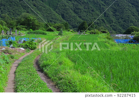 稻田旁的路 稻田旁的路 92287415