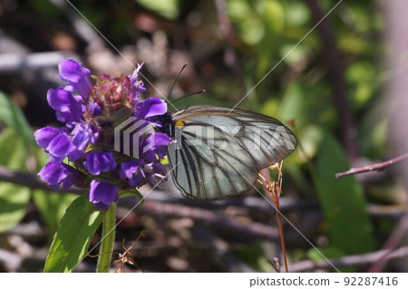 Aporia hippia sucking the nectar of Heal-all 92287416