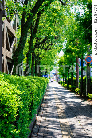 It is a green sidewalk scenery along the Hiroshima City Hall. It looks like a tunnel with bright greenery. Looking east from the city hall. Hiroshima 92287774