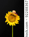 Sunflower with sombrero isolated on dark background. 92288367